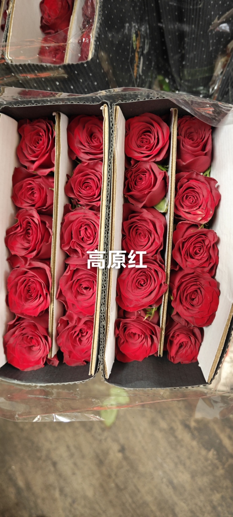 红玫瑰，卡罗拉，产地直发，质量保证，量大优惠来电合作。
