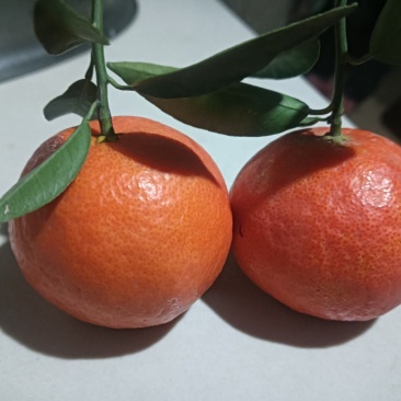 【推荐】东方红蜜橘大量上市量大从优质量保证欢迎咨询