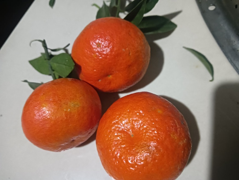 【推荐】东方红蜜橘大量上市量大从优质量保证欢迎咨询