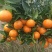 【推荐】东方红蜜橘大量上市量大从优质量保证欢迎咨询