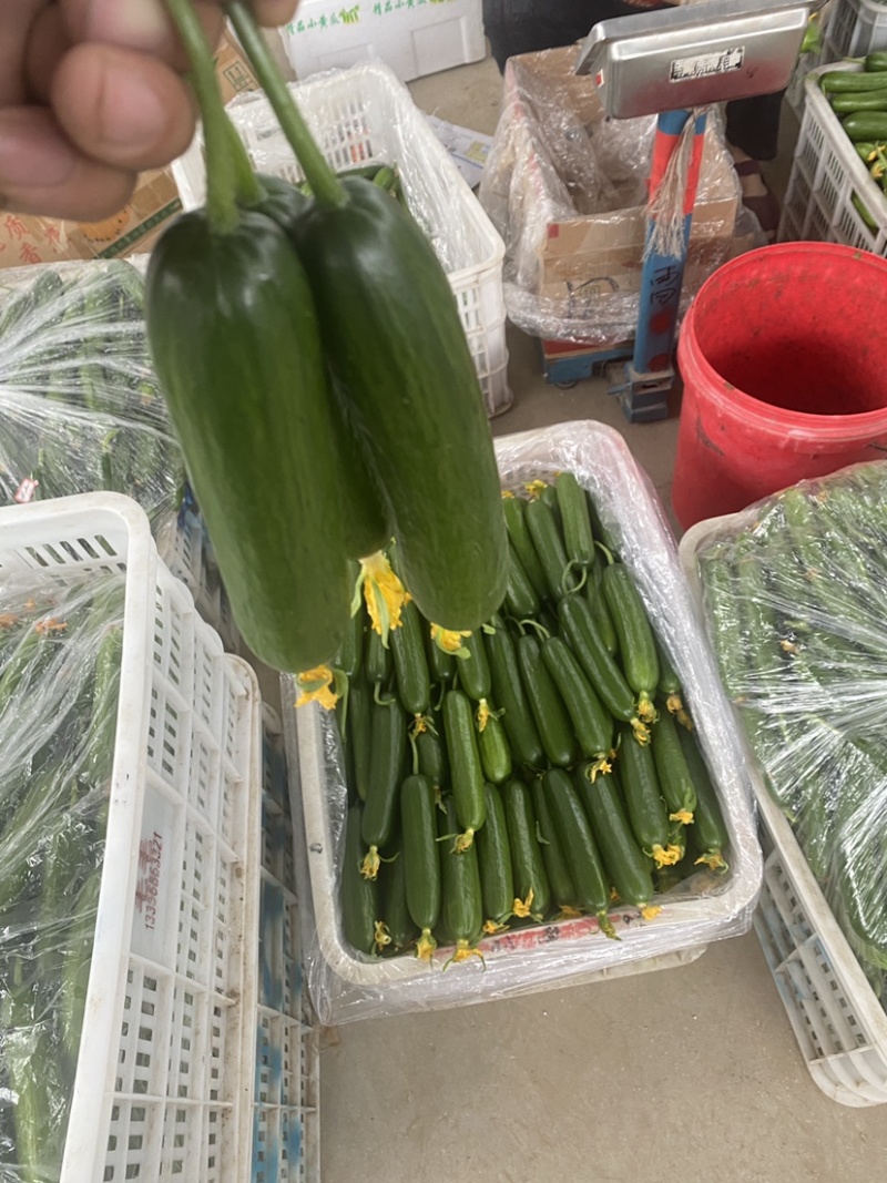 山东青岛水果小黄瓜，干花，量大，质优价廉，原产地发货。