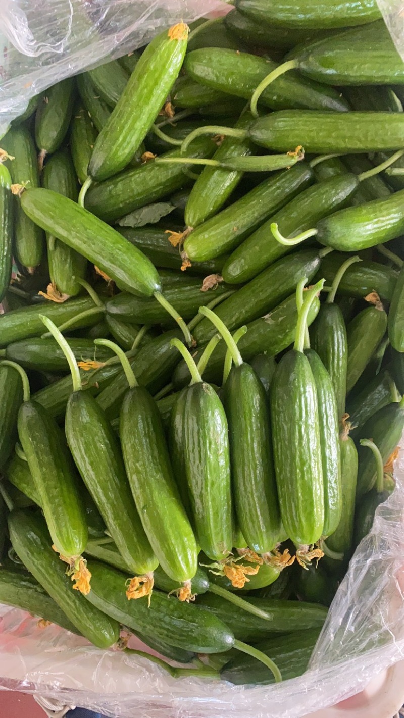 山东青岛水果小黄瓜，干花，量大，质优价廉，原产地发货。