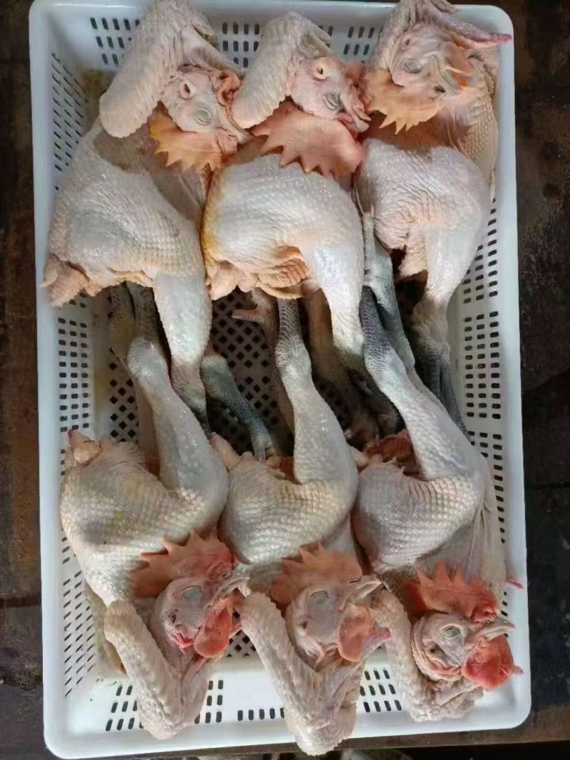 一级大冠公鸡工厂直发，规格齐全，适合熟食，电商，批发