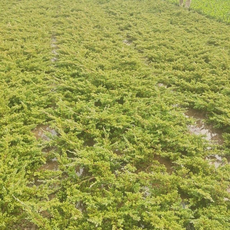 铺地柏苗圃批发L20/30/40/50/60/