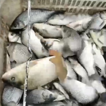 中科三号，中科五号，湘鲫都有，