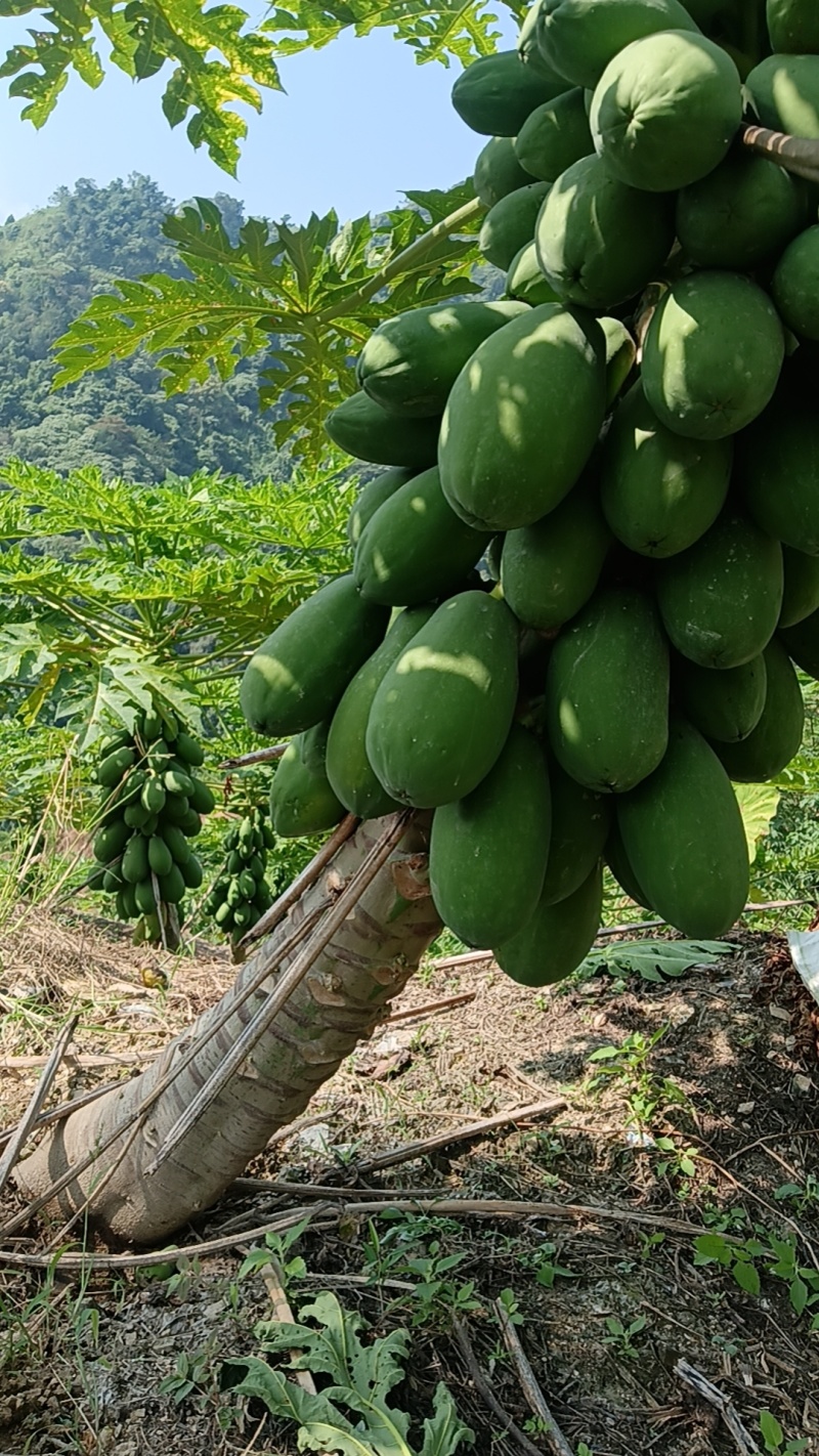 红河州屏边县白河镇红心木瓜大青，大量供货，全国各地发货
