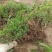 铺地柏苗圃批发L20/30/40/50/60/