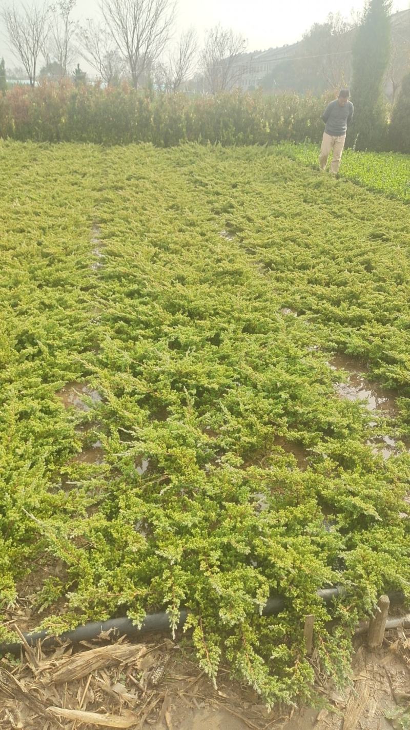 铺地柏苗圃批发L20/30/40/50/60/