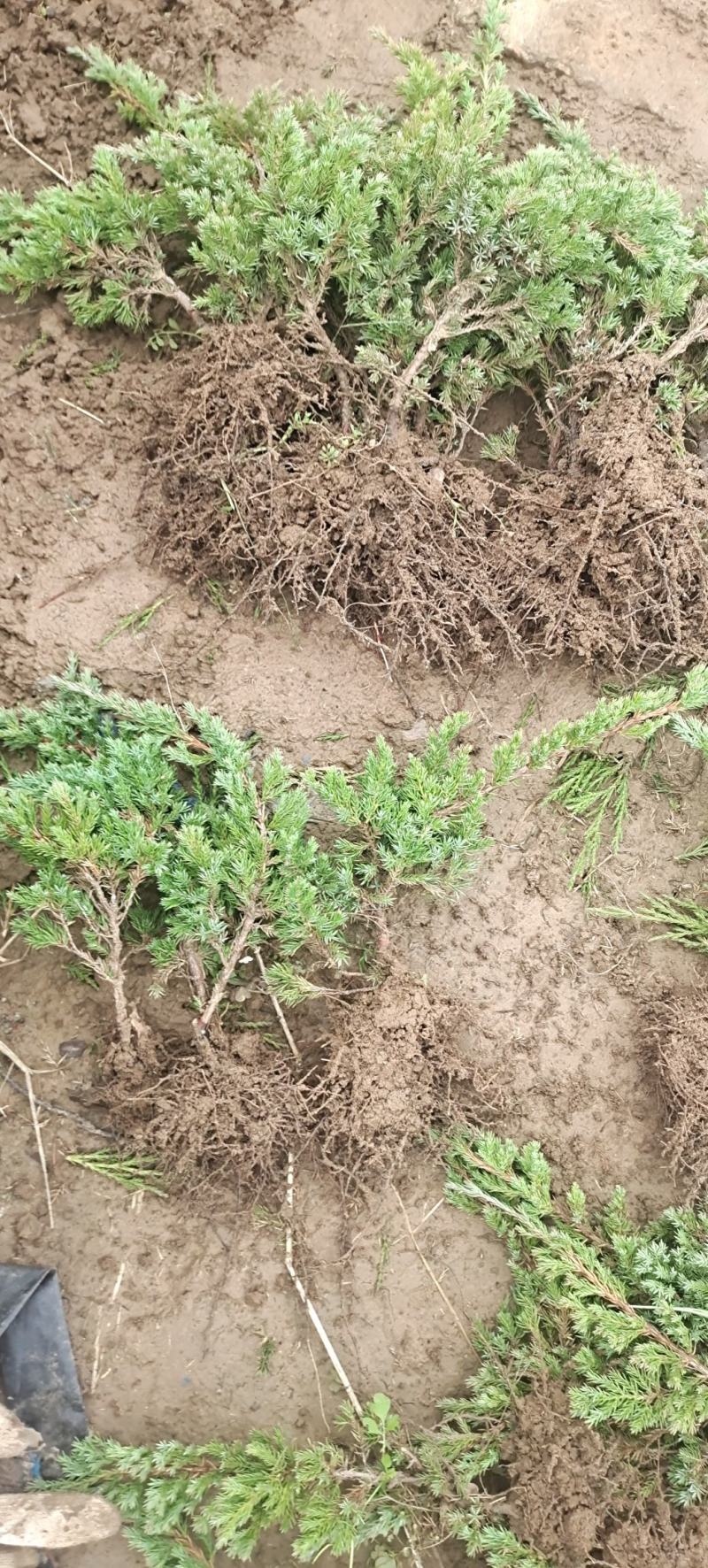 铺地柏苗圃批发L20/30/40/50/60/