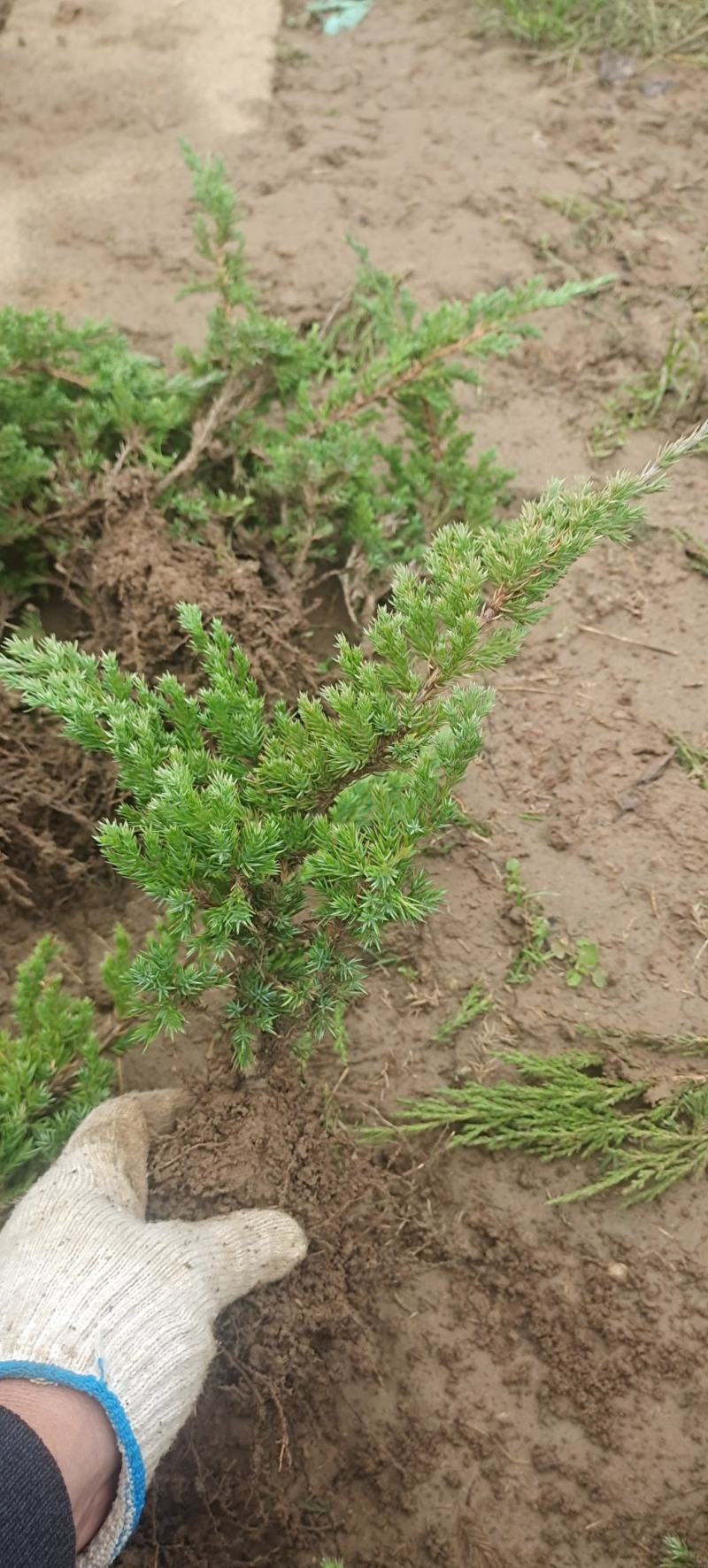 铺地柏苗圃批发L20/30/40/50/60/