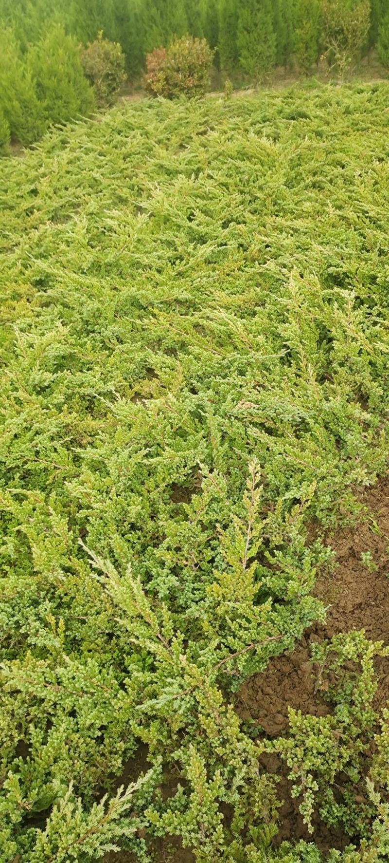 铺地柏苗圃批发L20/30/40/50/60/