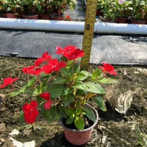 成都凤仙花批发成都苗木基地供应各类规格凤仙花基地直销