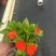 成都凤仙花批发成都苗木基地供应各类规格凤仙花基地直销