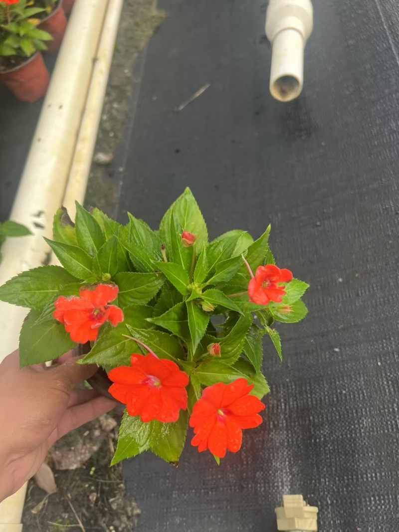 成都凤仙花批发成都苗木基地供应各类规格凤仙花基地直销