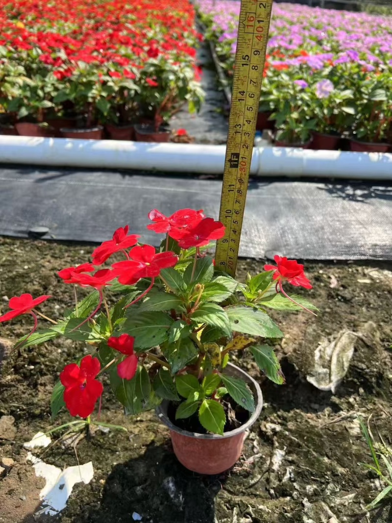 成都凤仙花批发成都苗木基地供应各类规格凤仙花基地直销