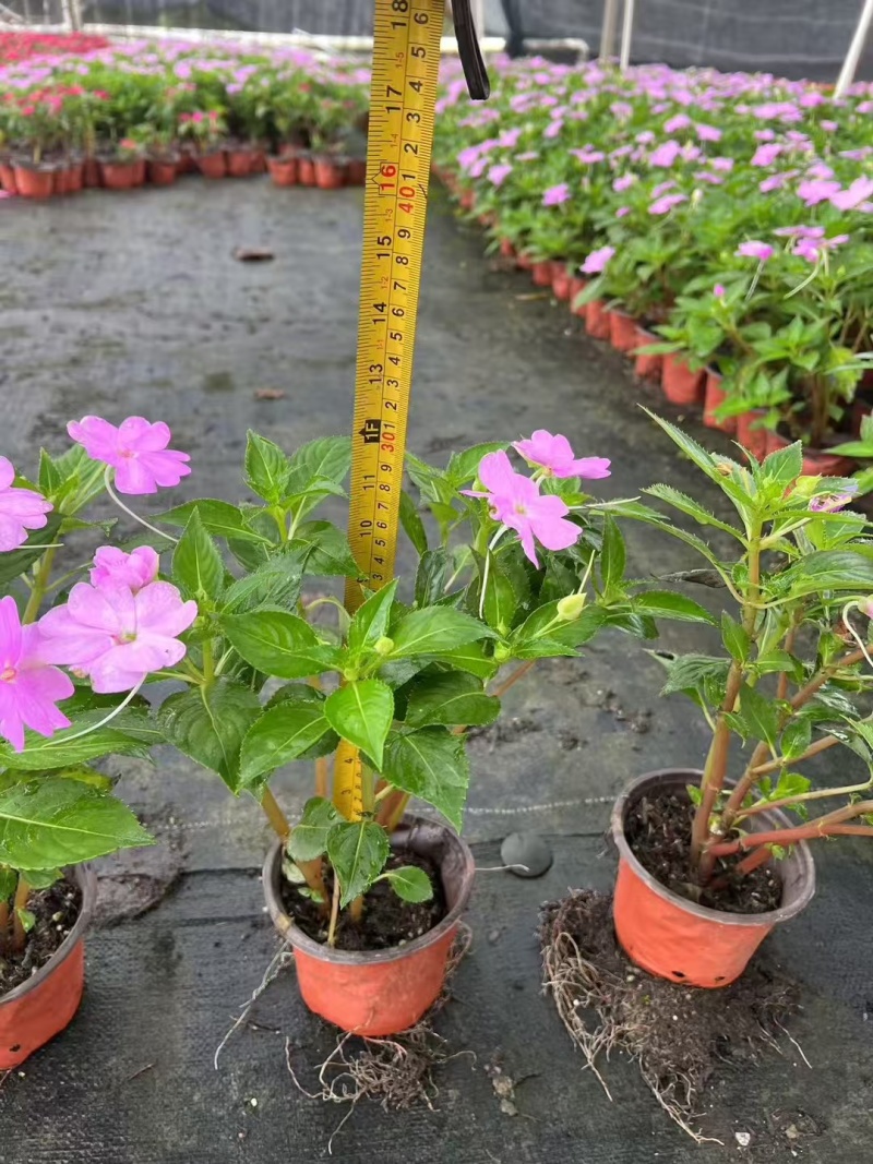 成都凤仙花批发成都苗木基地供应各类规格凤仙花基地直销
