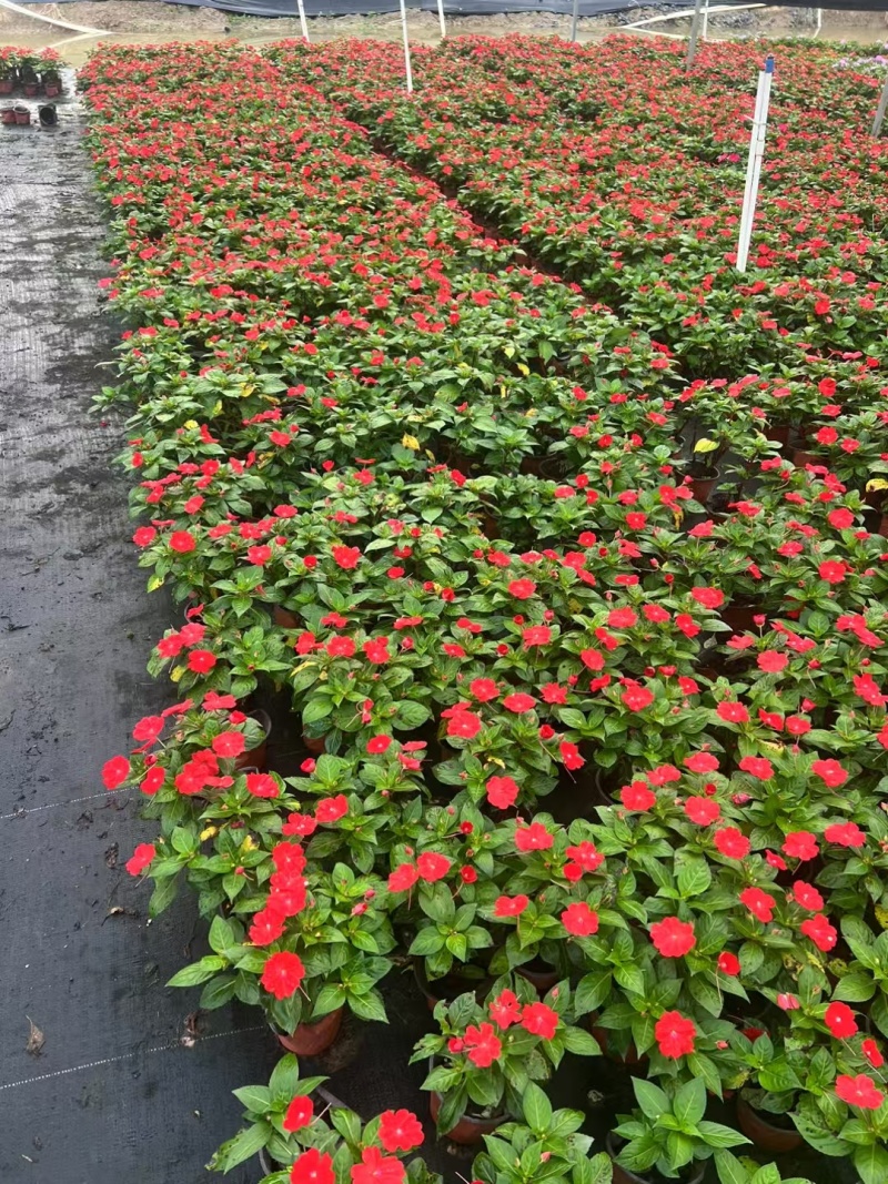 成都凤仙花批发成都苗木基地供应各类规格凤仙花基地直销