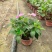 成都凤仙花批发成都苗木基地供应各类规格凤仙花基地直销