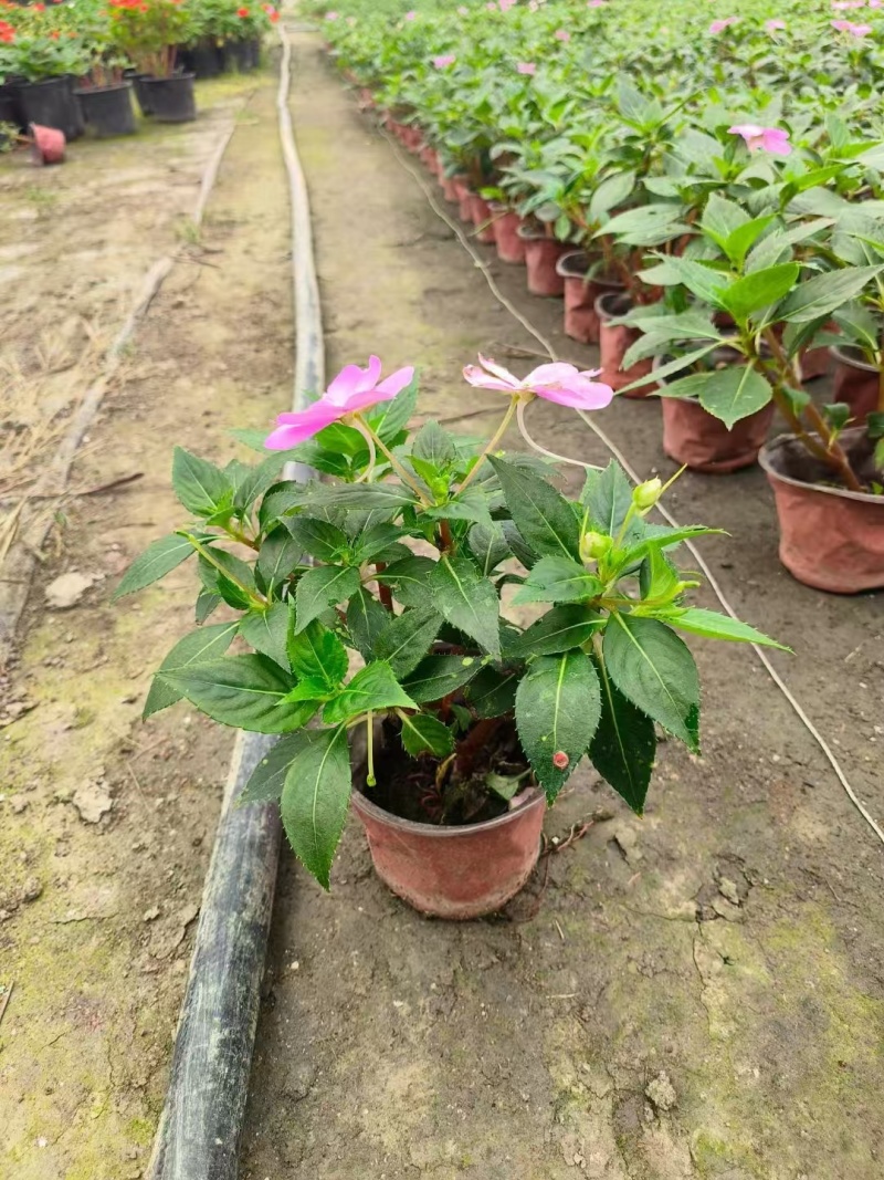 成都凤仙花批发成都苗木基地供应各类规格凤仙花基地直销