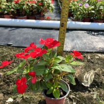 贵州凤仙花批发贵州苗木基地供应各类规格凤仙花基地直销