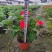 贵州凤仙花批发贵州苗木基地供应各类规格凤仙花基地直销