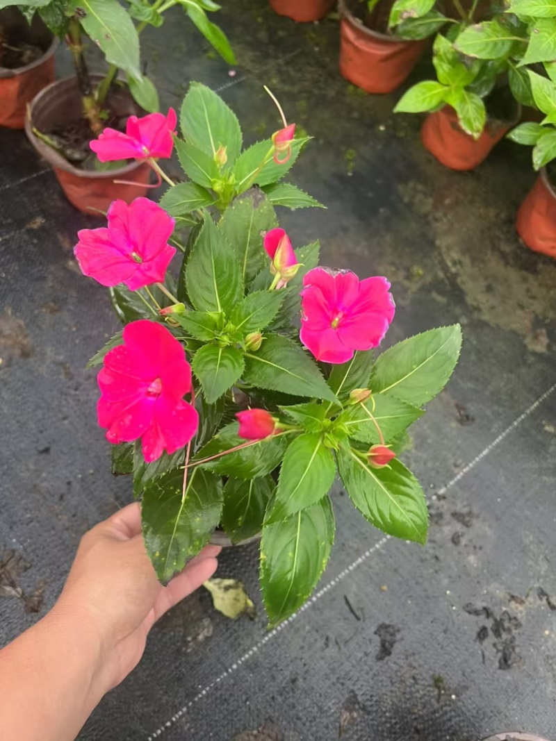 贵州凤仙花批发贵州苗木基地供应各类规格凤仙花基地直销