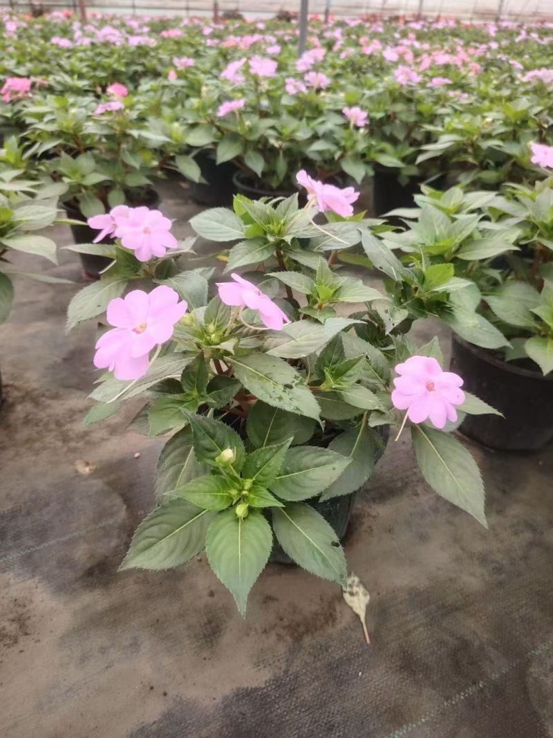 贵州凤仙花批发贵州苗木基地供应各类规格凤仙花基地直销