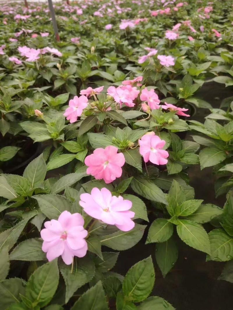 贵州凤仙花批发贵州苗木基地供应各类规格凤仙花基地直销