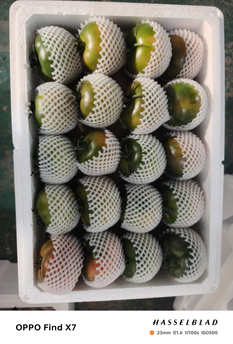 盘锦碱地柿子