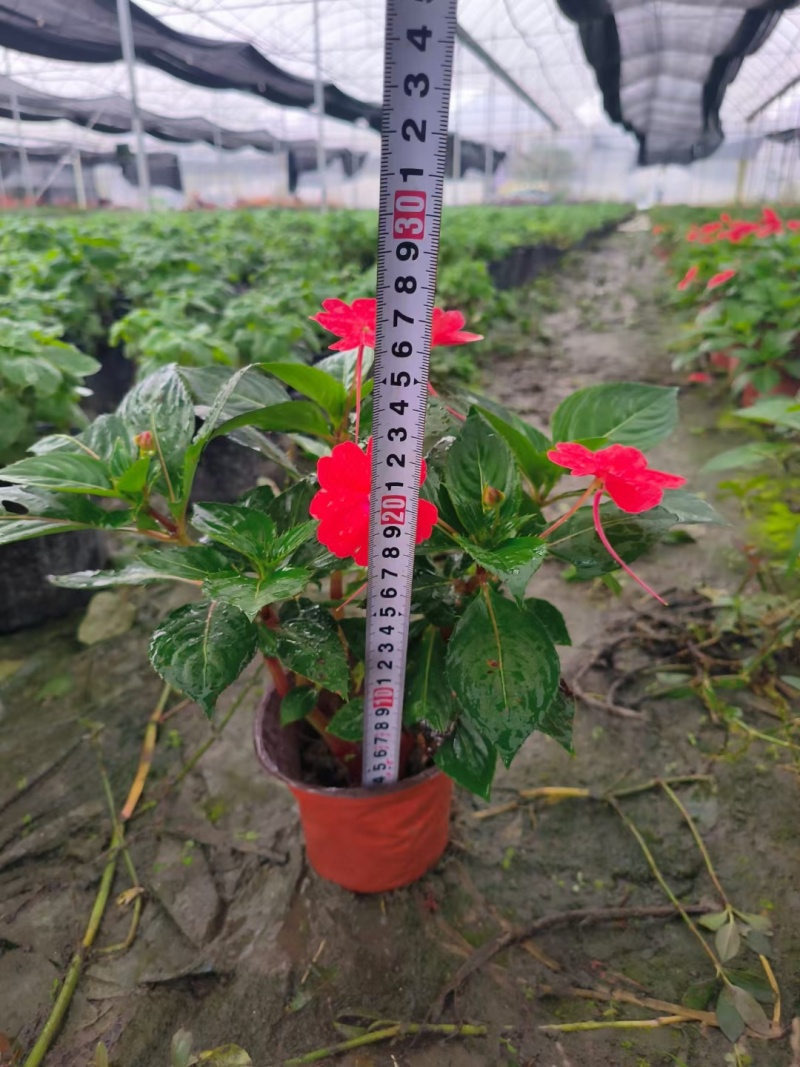 重庆凤仙花批发重庆苗木基地供应各类规格凤仙花基地直销