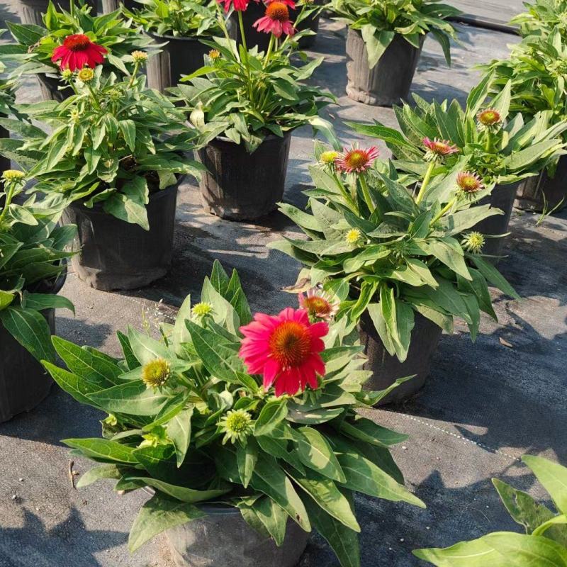成都松果菊批发成都苗木基地供应各类规格松果菊基地直销