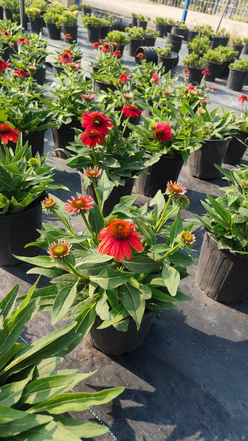 成都松果菊批发成都苗木基地供应各类规格松果菊基地直销
