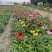 成都松果菊批发成都苗木基地供应各类规格松果菊基地直销