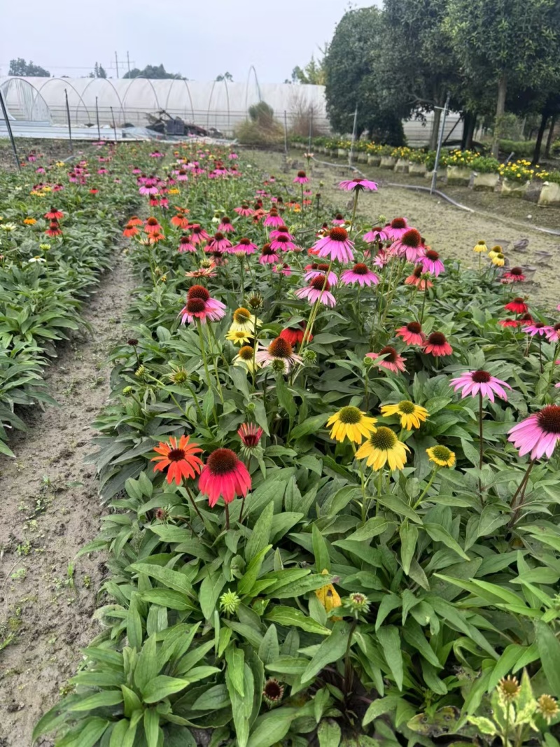 成都松果菊批发成都苗木基地供应各类规格松果菊基地直销