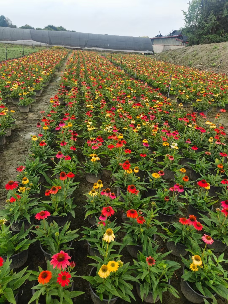 成都松果菊批发成都苗木基地供应各类规格松果菊基地直销