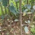 四川盐源苹果树苗。红富士苹果苗。2001苹果苗各种苹果苗