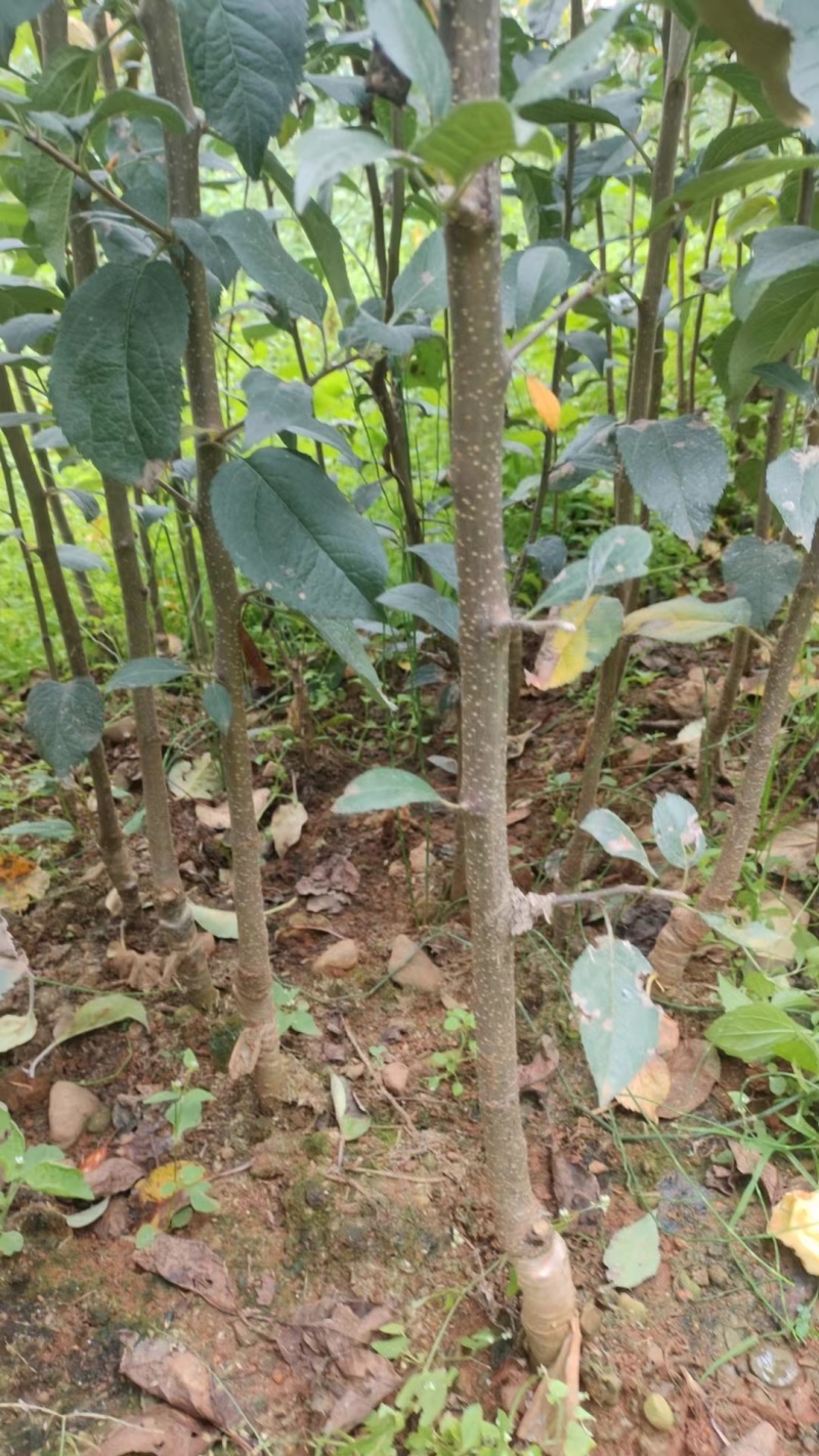 四川盐源苹果树苗。红富士苹果苗。2001苹果苗各种苹果苗