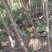 四川盐源苹果树苗。红富士苹果苗。2001苹果苗各种苹果苗