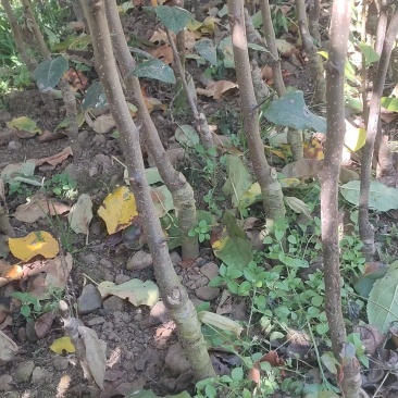 四川盐源苹果树苗。红富士苹果苗。2001苹果苗各种苹果苗