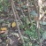 四川盐源苹果树苗。红富士苹果苗。2001苹果苗各种苹果苗