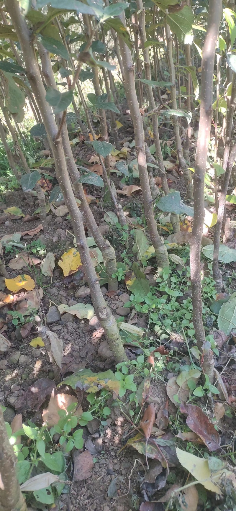 四川盐源苹果树苗。红富士苹果苗。2001苹果苗各种苹果苗
