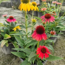 贵州松果菊批发贵州苗木基地供应各类规格松果菊基地直销