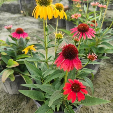 贵州松果菊批发贵州苗木基地供应各类规格松果菊基地直销