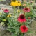 贵州松果菊批发贵州苗木基地供应各类规格松果菊基地直销