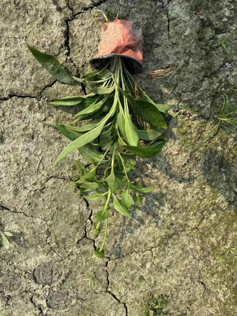 贵州松果菊批发贵州苗木基地供应各类规格松果菊基地直销
