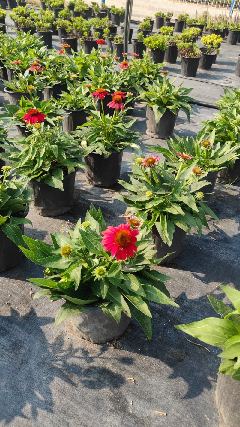 贵州松果菊批发贵州苗木基地供应各类规格松果菊基地直销