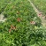 贵州松果菊批发贵州苗木基地供应各类规格松果菊基地直销