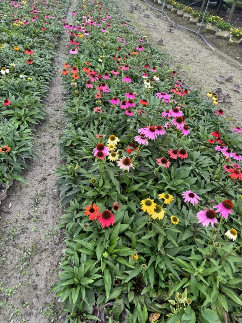 贵州松果菊批发贵州苗木基地供应各类规格松果菊基地直销