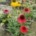 重庆松果菊批发重庆苗木基地供应各类规格松果菊基地直销
