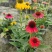 重庆松果菊批发重庆苗木基地供应各类规格松果菊基地直销